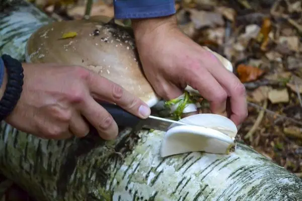 Messer schneidet Pilze von einem Baumstamm im Wald