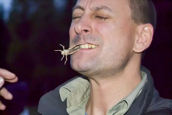 Person hält eine Heuschrecke zwischen den Zähnen