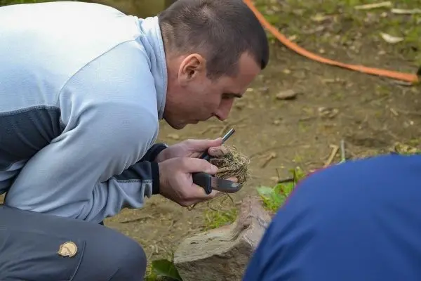 Person hält eine Lupe über ein Nest auf dem Boden