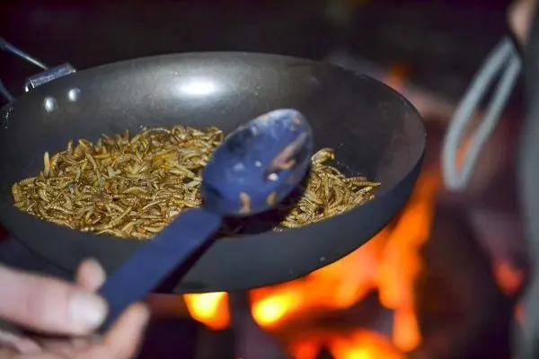 Pfanne mit Insekten über offenem Feuer, Holzlöffel zum Umrühren