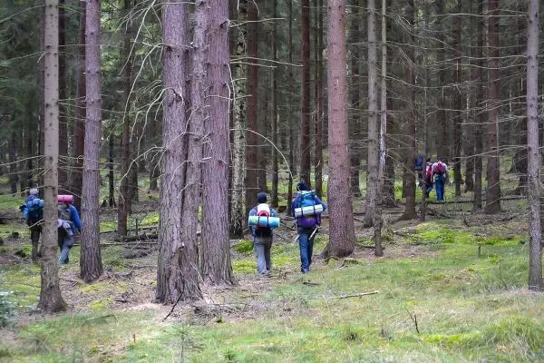 Wanderer mit Rucksäcken gehen durch einen Wald mit hohen Bäumen