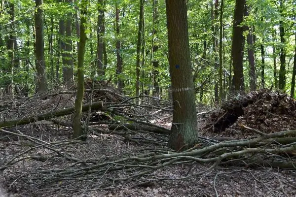 Holzstämme und Äste liegen im Wald, ein Baum ist markiert