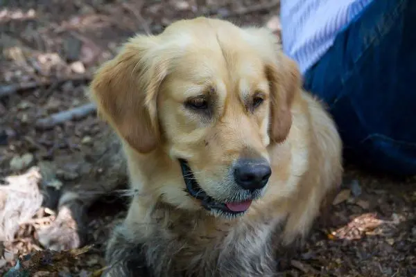 Hund sitzt auf dem Boden zwischen Laub und Holzstücken
