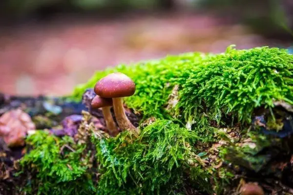 Brauner Pilz wächst auf moosbedecktem Holzstamm im Wald