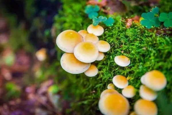 Gelbe Pilze wachsen auf moosbedecktem Boden zwischen kleinen Pflanzen
