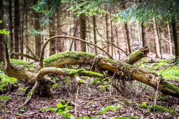 Moosbedeckter Baumstamm liegt auf dem Waldboden zwischen Bäumen und Pflanzen