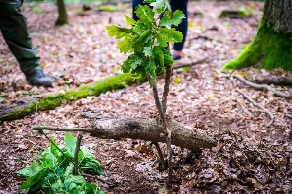 Selbstgebaute Konstruktion aus einem Holzstück und einem kleinen Baum