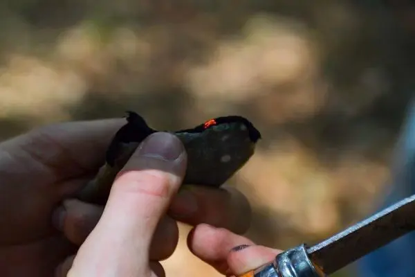 Ein Messer schabt an einem Stein, während eine Hand den Stein hält