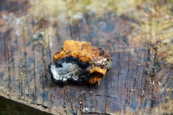 Ein Stück Baumrinde liegt auf einem Holzbrett
