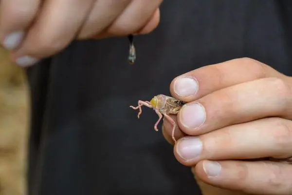 Hände halten eine lebende Heuschrecke und einen kleinen Haken