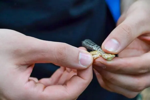 Hände halten einen kleinen Fisch mit grauem Rücken und gelblichem Bauch