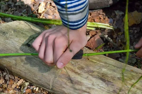 Hand schneidet Gras mit einem Stein auf einem Holzstück beim Überlebenstraining