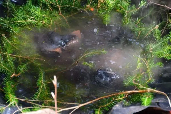 Schwarze Steine liegen im trüben Wasser zwischen grünen Zweigen