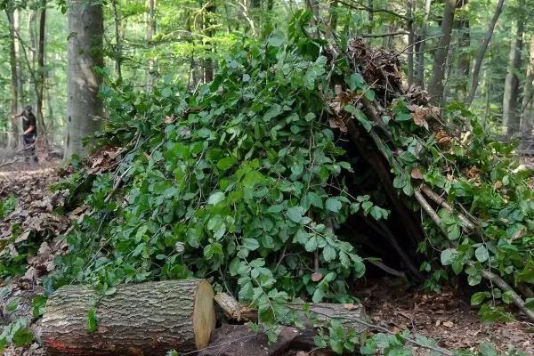 Selbstgebaute Tarp-Notunterkunft aus Ästen und Blättern im Wald