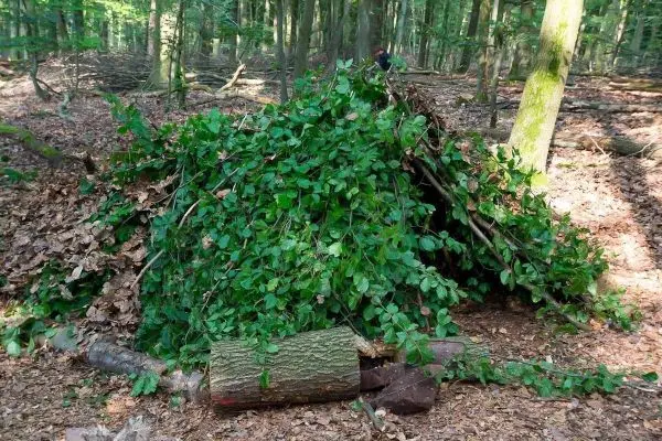 Tarp-Notunterkunft aus Ästen und Blättern im Wald