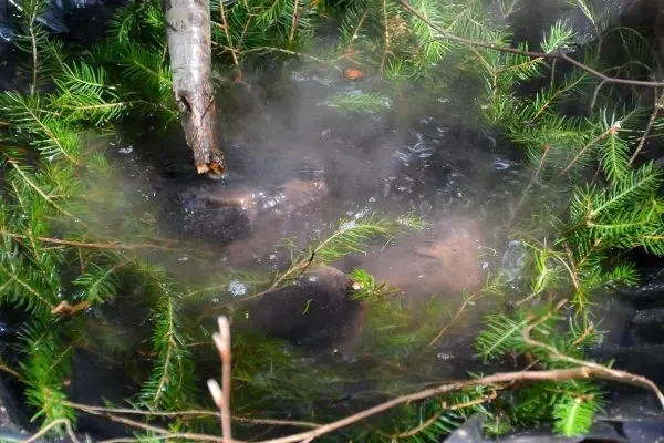 Wasser kocht mit dampfender Hitze zwischen Tannenzweigen und Steinen