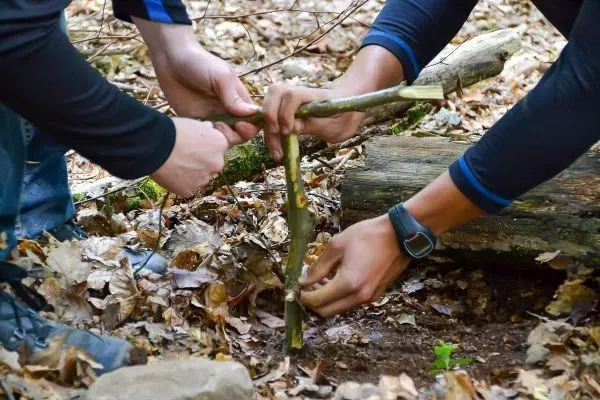 Zwei Hände formen eine Schlagfalle (Figure-Four) aus Ästen im Laub