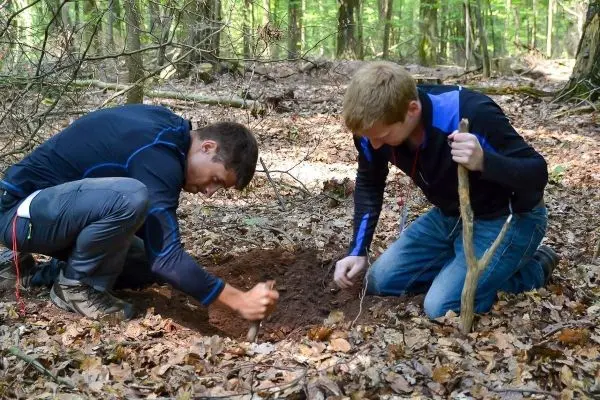 Zwei Personen graben mit einem Stock in der Erde im Wald