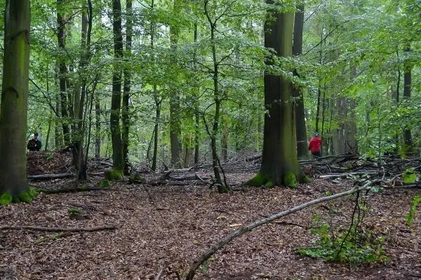 Waldlandschaft mit Laubboden, umgeben von Bäumen und Ästen