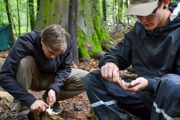 Zwei Personen bearbeiten Holzstücke mit Messern im Wald