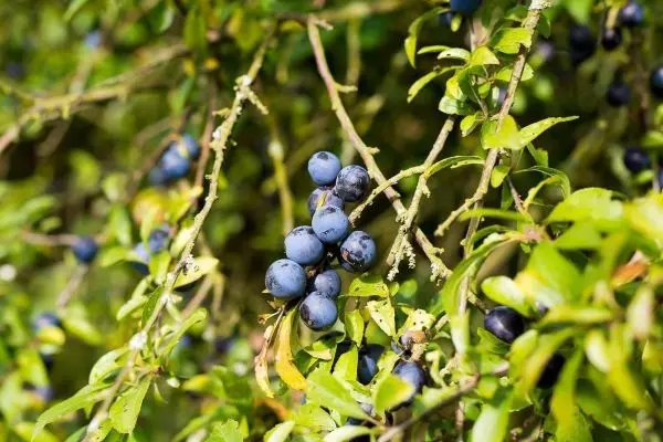 Blaubeeren wachsen an einem Strauch mit grünen Blättern