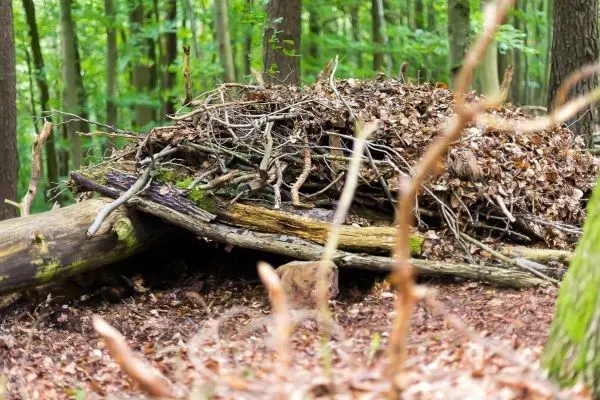 Laubhütte aus Ästen und Blättern in einem Waldgebiet