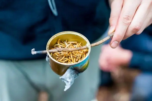 Person hält eine Dose mit Insekten auf einem Stock