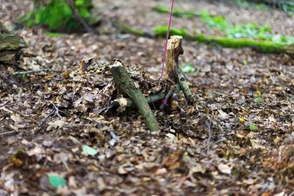 Selbstgebaute Struktur aus Ästen und Blättern im Wald
