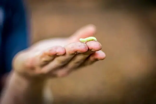 Grüne Raupe liegt auf der Handfläche eines schmutzigen Hands