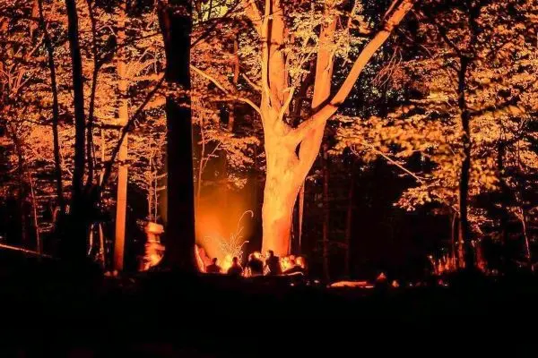 Kleines Bodenfeuer leuchtet zwischen Bäumen im Wald