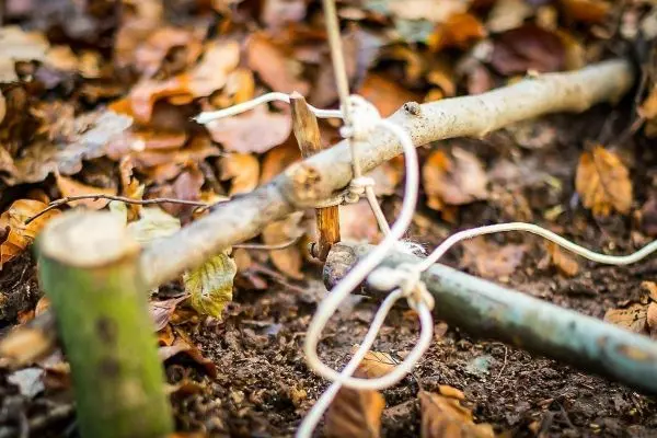 Schlagfalle (Figure-Four) aus Ästen und Schnur im Laub
