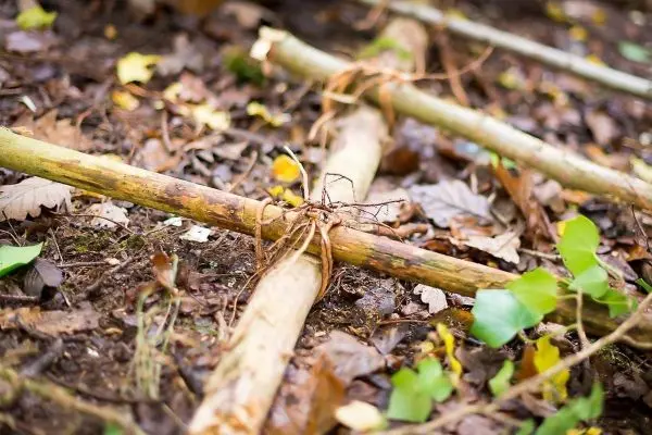 Selbstgebaute Struktur aus Ästen auf dem Boden im Wald