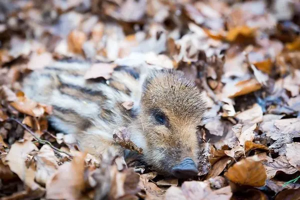 Schlafendes Wildschwein-Baby liegt zwischen Laubblättern
