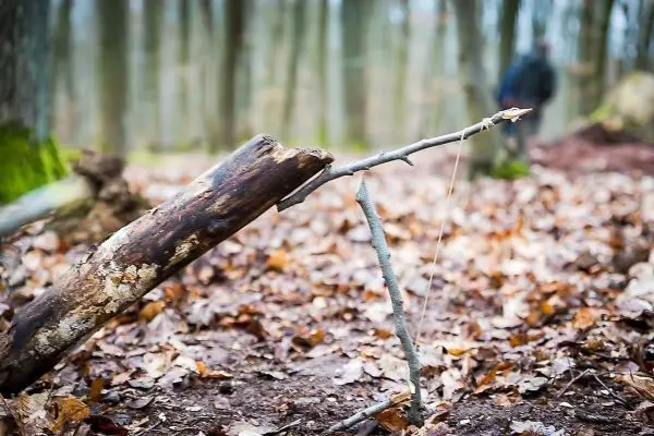 Schlagfalle (Figure-Four-Falle) mit Holzstück und Auslöser im Wald