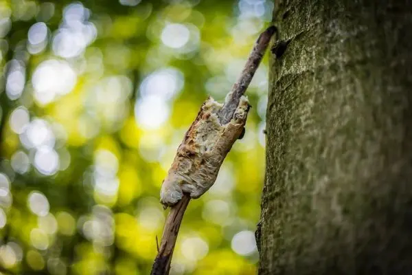 Ein Ast mit einer ungewöhnlichen Form hängt an einem Baum