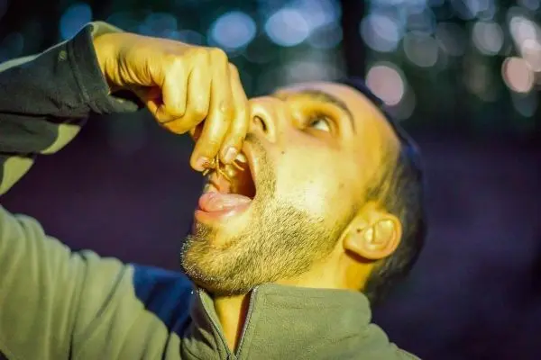 Insekten werden zum Verzehr in den Mund genommen