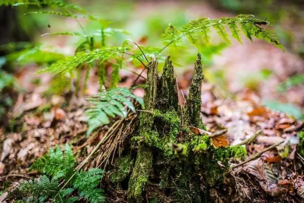 Moosbedeckter Baumstumpf mit jungen Farnen im Wald