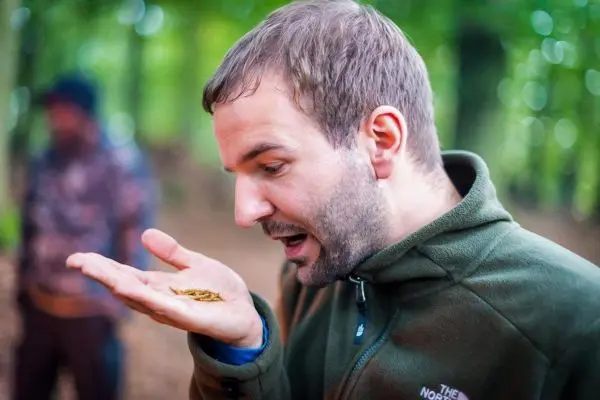 Person betrachtet Insekten auf der Hand im Wald