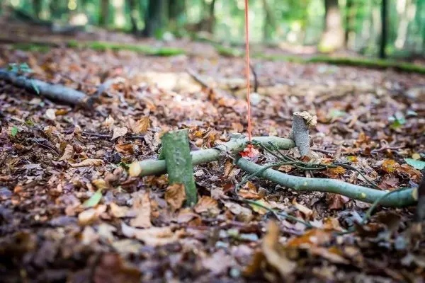 Schlagfalle (Figure-Four/4er-Falle) aus Ästen im Laubboden aufgebaut