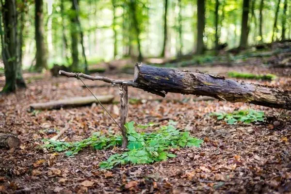 Schlagfalle (Figure-Four) aus Holz mit grünem Untergrund im Wald