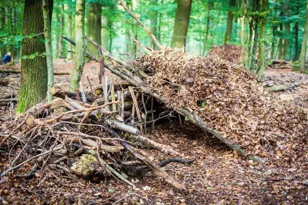 Selbstgebaute Tarp-Notunterkunft aus Ästen und Laub im Wald