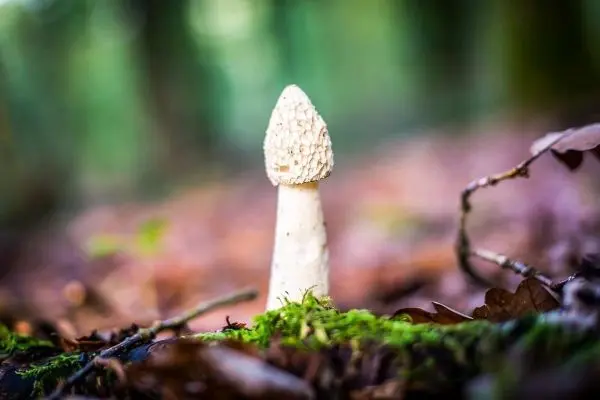Weißer Pilz wächst auf moosbedecktem Boden im Wald