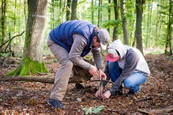 Zwei Personen konstruieren eine Schlagfalle aus Holzstücken im Wald