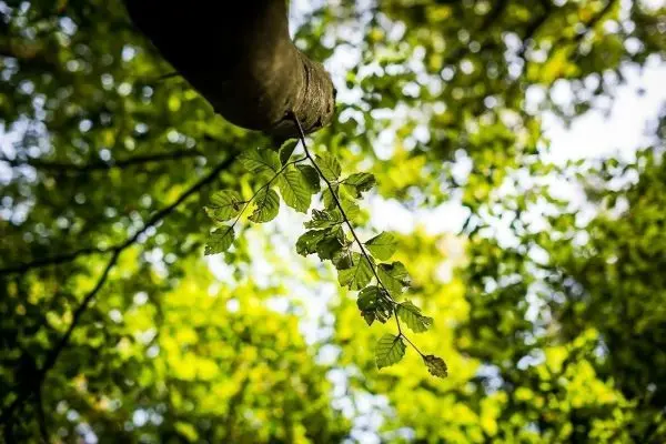 Zweig mit grünen Blättern hängt von einem Baumstamm im Wald