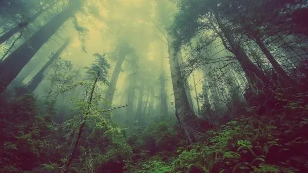 Dichter Wald mit hohen Bäumen und Nebel