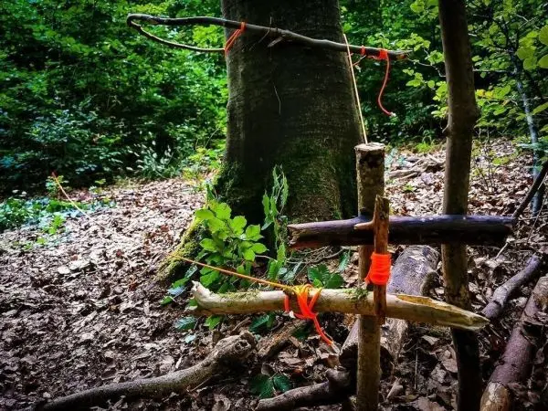 Schlingenfalle aus Ästen und Schnur an einem Baum montiert