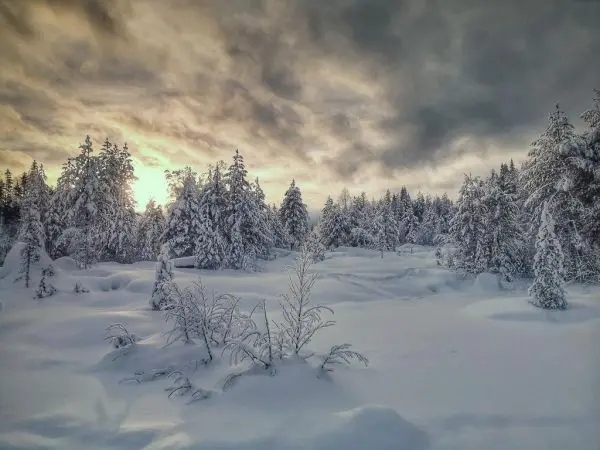 Schneebedeckte Landschaft mit Tannen und bewölktem Himmel im Hintergrund