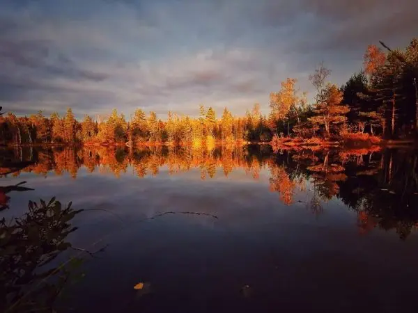 Spiegelung von Bäumen im ruhigen Wasser eines Sees bei Sonnenuntergang