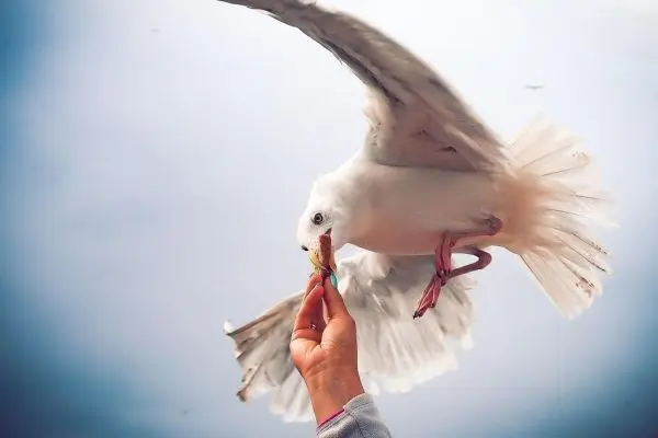 Weißer Vogel fliegt auf Hand zu, die ein Stück Brot hält