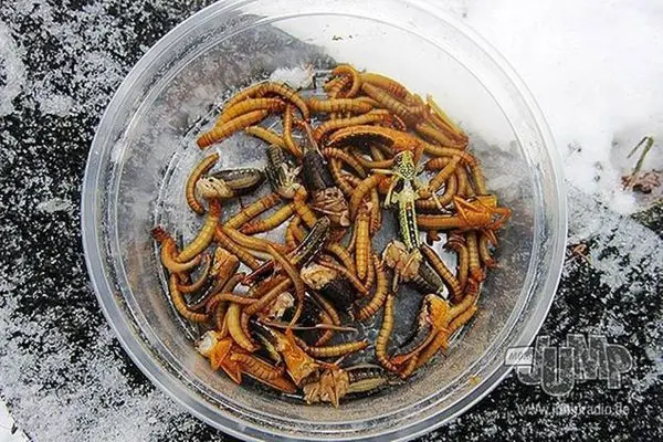 Schüssel mit verschiedenen Insektenlarven auf einer frostigen Oberfläche